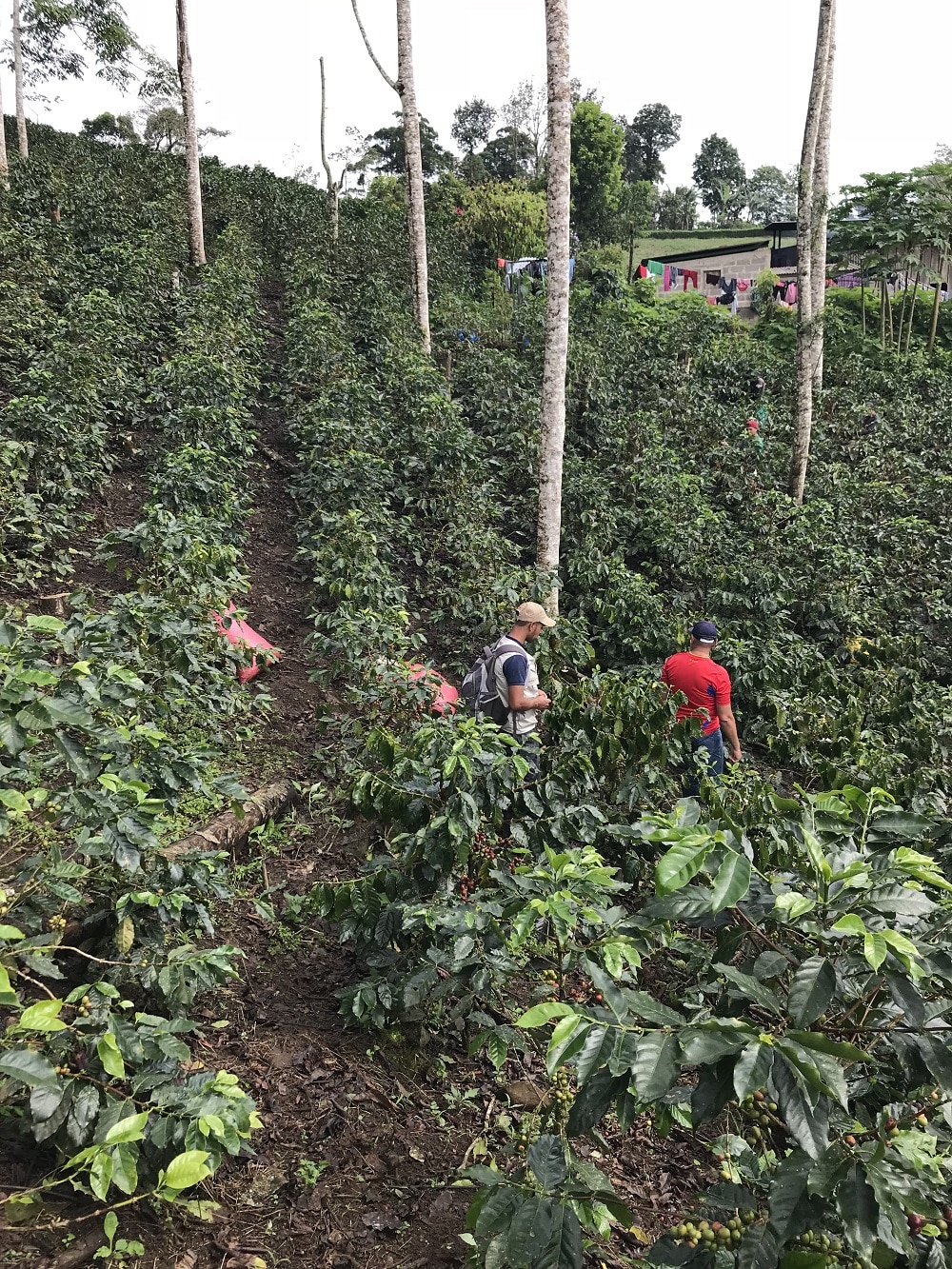 NICARAGUA SHG OLOMEGA SUPREME