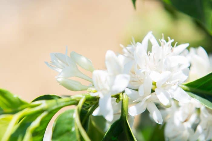 Fazenda Daterra Full Bloom