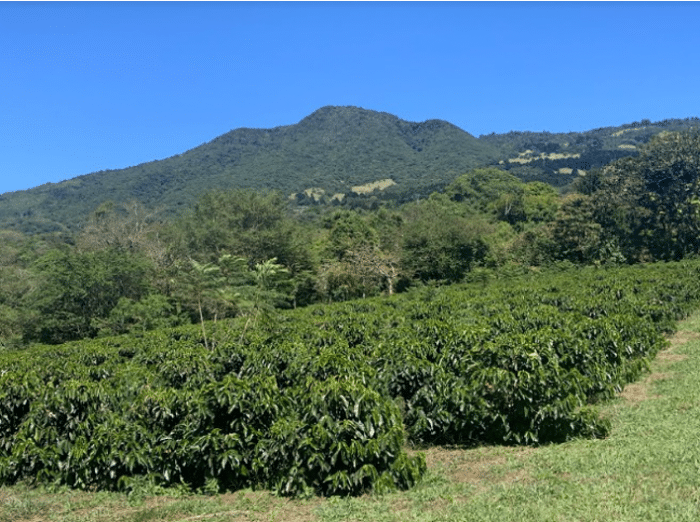 Finca Las Lajas Yellow Honey - Image 3