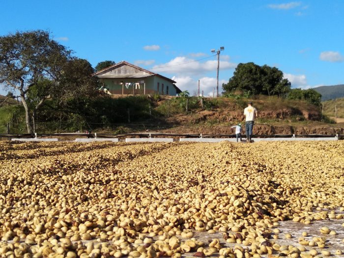 Fazenda Dutra Yellow Catuaí Organic - Image 3