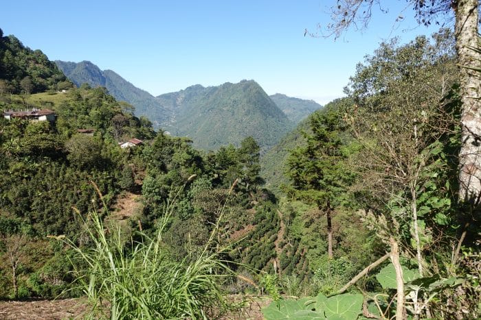 Finca El Paraiso Washed