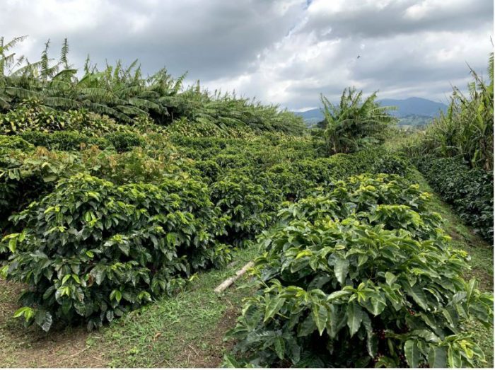 Finca Las Lajas Cascara - Image 2