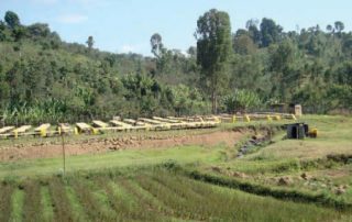 Pilot project in Bokasso cooperative_3