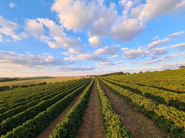 Fazenda Jaguara Arara Anaerobic - Image 2