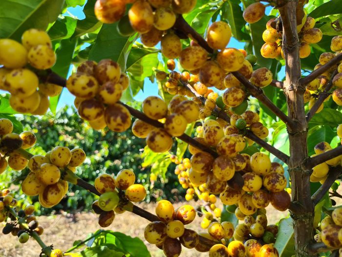 Fazenda Jaguara Yellow Catuai - Image 3