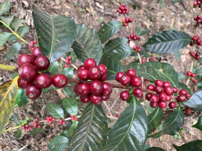 Finca Paraxaj Sudan Rume Natural