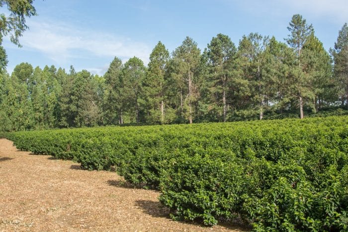 Fazenda Daterra Bourbon Yellow