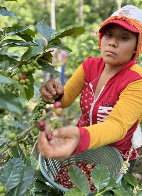 EFICO Green Coffee FIELDTRIP Honduras & Nicaragua