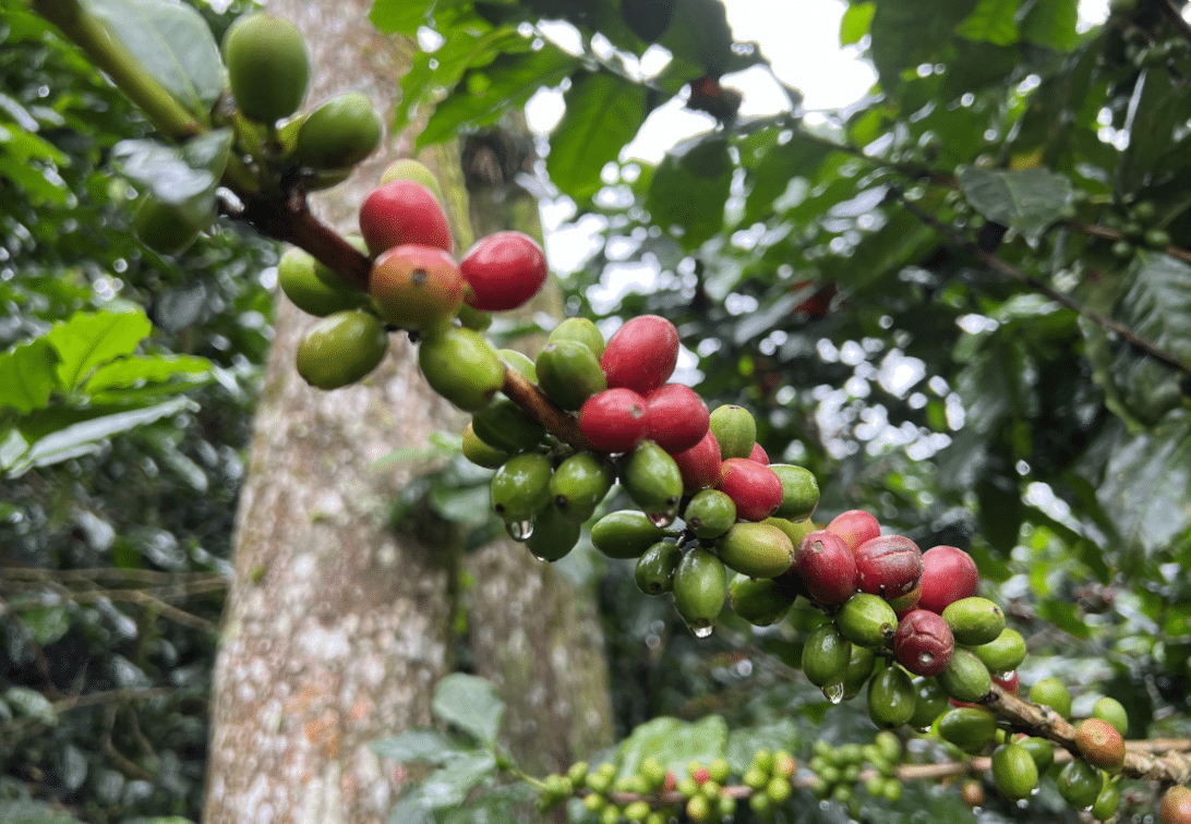 EFICO Green Coffee FIELDTRIP Honduras & Nicaragua