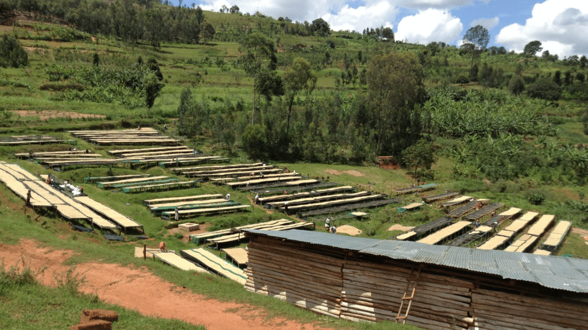 EFICO - WHY TEAMING UP WITH A GREEN COFFEE IMPORTER MAKES SENSE - AND NOT JUST FROM AN ECONOMIC POINT OF VIEW