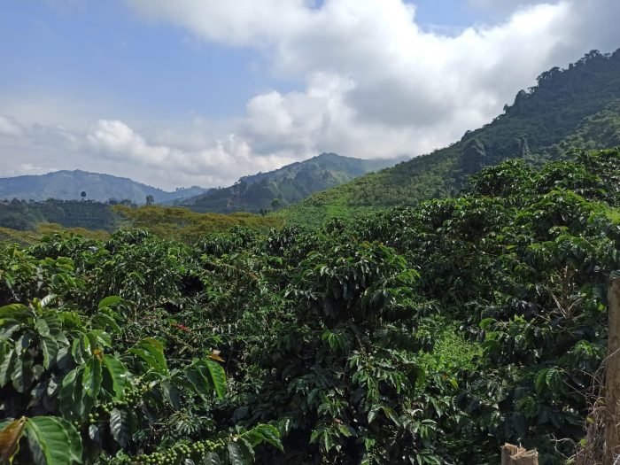 Imperial Chiroso