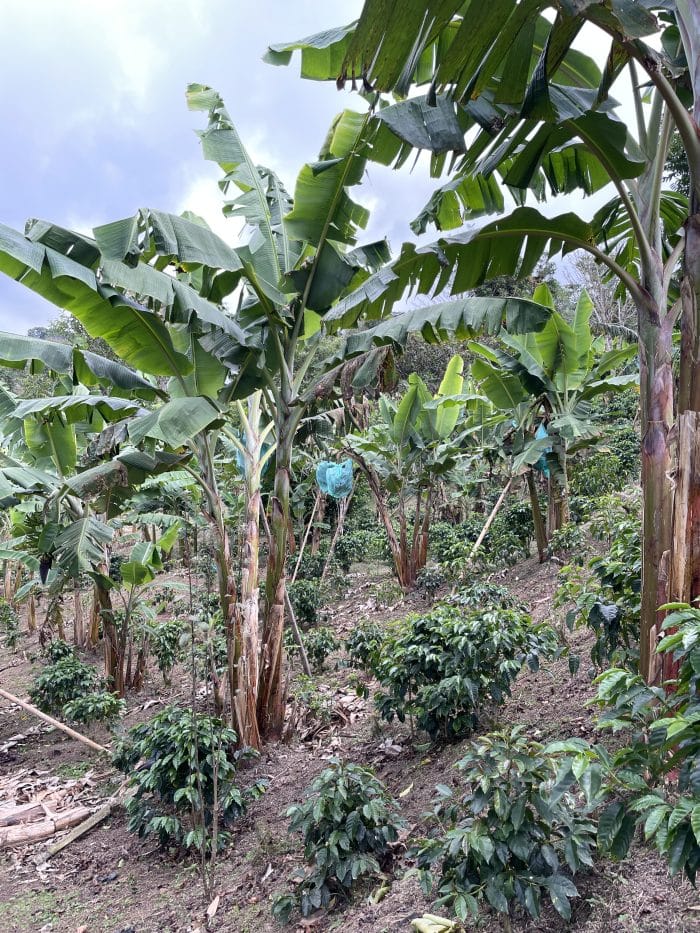 Imperial Chiroso - Image 3