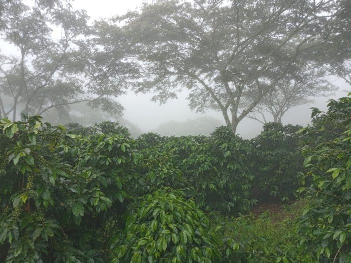 Finca La Valentina natural
