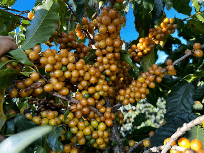 Fazenda Jaguara Yellow Catucai