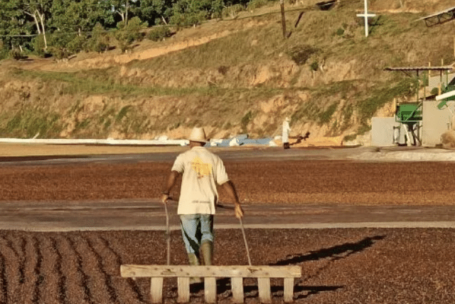 BRAZIL COFFEE 2025/2026 UPDATE 