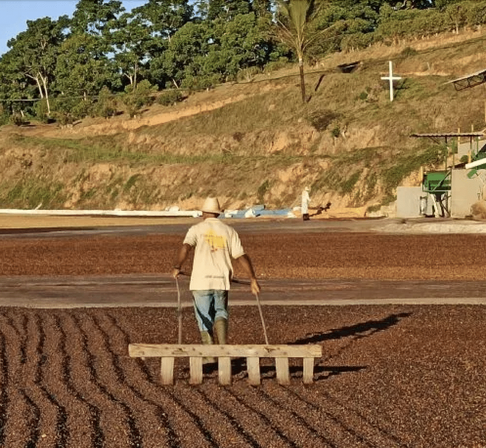 BRAZIL COFFEE 2025/2026 UPDATE 