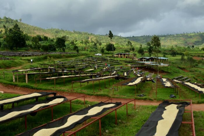 Rutobwe - Women Coffee - Image 5
