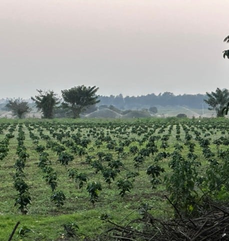 Coffee crops at Kyumasa and Silverdale farm