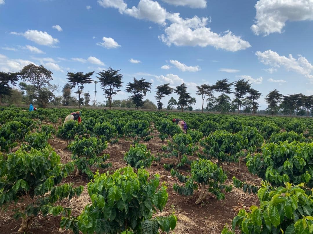 BUILDING ON PHASE 1 OF THE EFICO FOUNDATION FLAGSHIP PROJECT 'KILIMANJARO WATER & FOOD FOR ALL' ONE YEAR OF PHASE 2 : IMPACTS & RESULTS