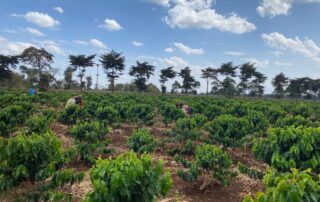 Kilimanjaro Climate Smart Agriculture