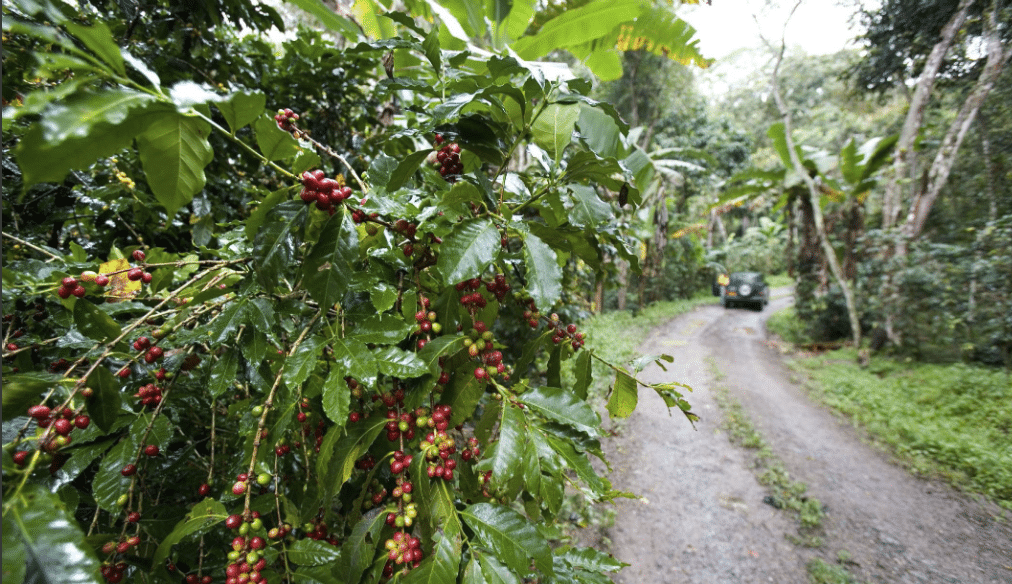 INTERNATIONAL COFFEE DAY EXPERIENCE - OCTOBER 1ST 2026