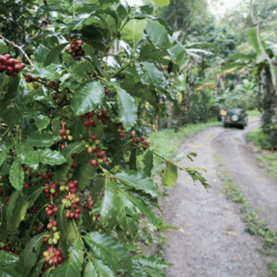 INTERNATIONAL COFFEE DAY EXPERIENCE - OCTOBER 1ST 2026